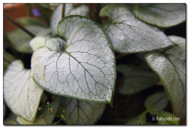 silver leaves