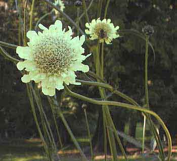 Giant scabious'