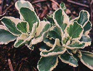 Chiastaphyllum