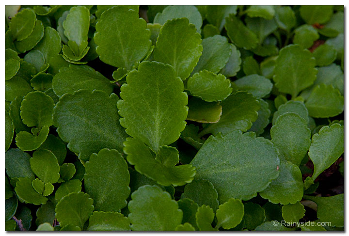Chiastophyllum leaves