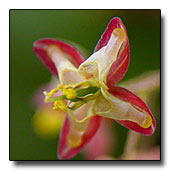 Epimedium x rubrum flower
