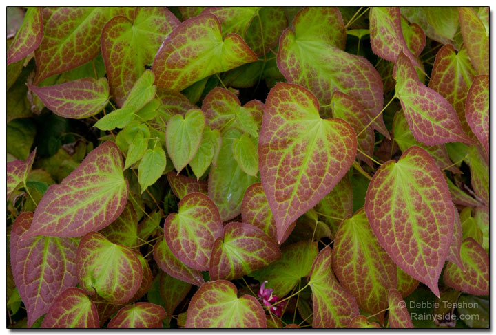 Epimedium x rubrum foliage