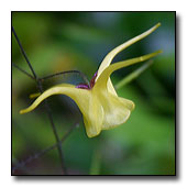 Epimedium flower