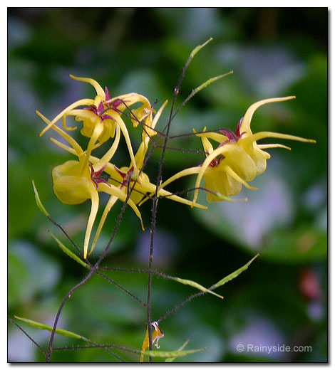 Epimedium davidii flowers