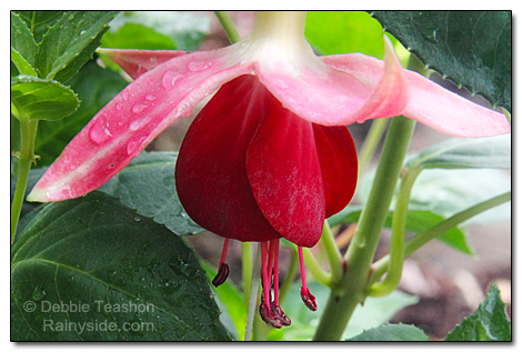 Fuchsia 'Celia Smedley' flower