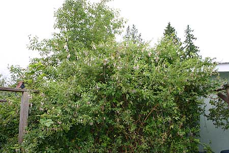 Fuchsia alba