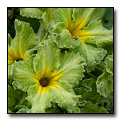 Primula 'Green Lace' flower
