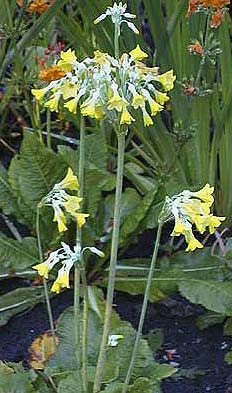 giant cowslip