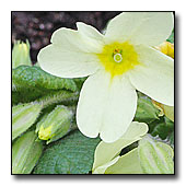 Primula vulgaris flower