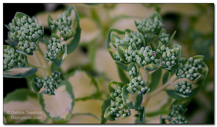 Sedum alboroseum 'Mediovariegatum' flower buds