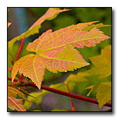 Vine Maple Leaf