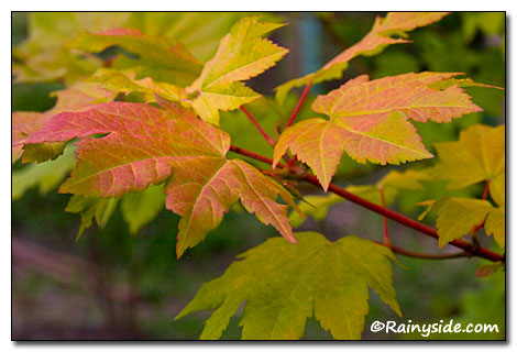 Vine Maple Leaves