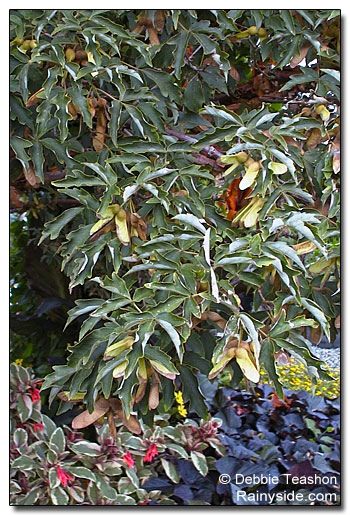 Acer griseum leaves