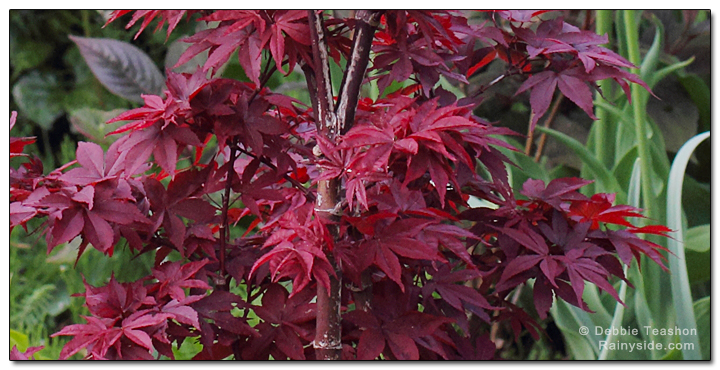 Acer palmatum 'Twombly's Red Sentinel'