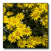 Daisy bush flowers