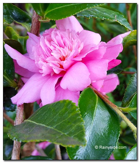 Pink Camellia flowers