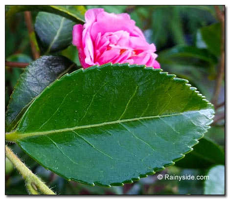 Camellia leaf
