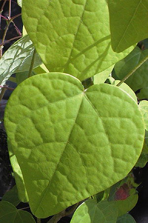 Heartleaved disanthus