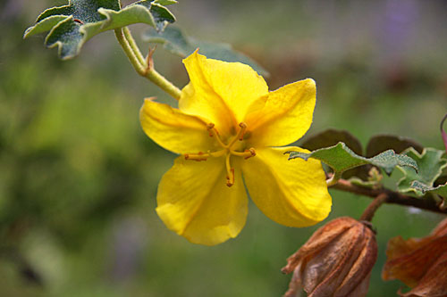 Flannel bush flower