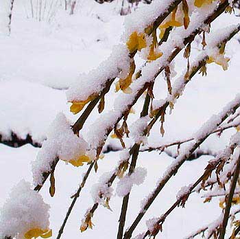 Winter jasmine flowering in snow