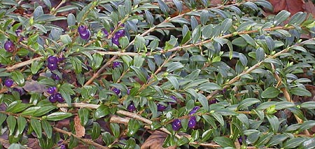 Honeysuckle shrub
