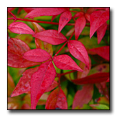heavenly bamboo's red leaves