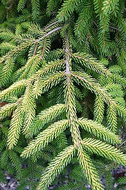 Dwarf sitka spruce