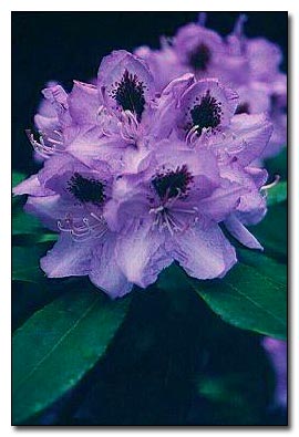 Rhododendron 'Blue Jay'