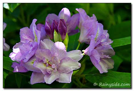 Rhododendron trusses
