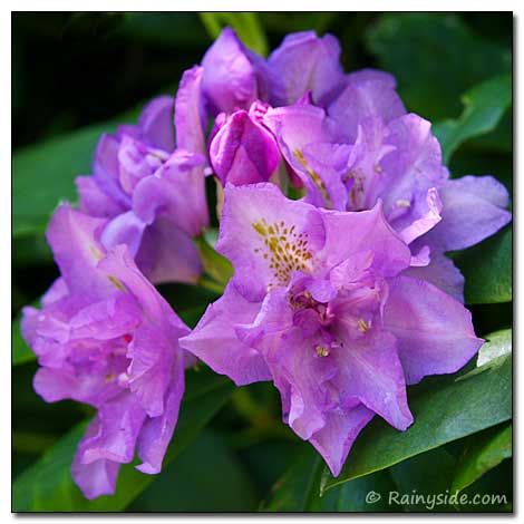 Double Purple Rhododendron flowers
