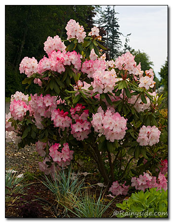 Rhododendron 'Pt. Defiance' shrub