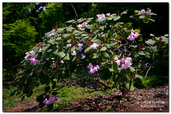 Rhododendron orbiculare
