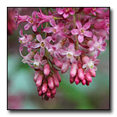 Ribes pink flowers