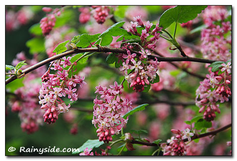 Ribes branch of  flowers