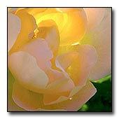 Rose flower closeup