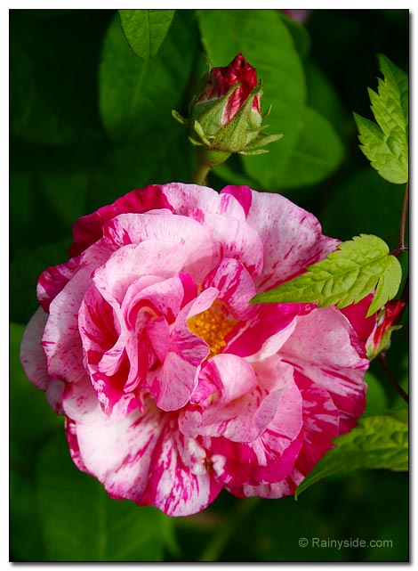 Rosa mundi flower