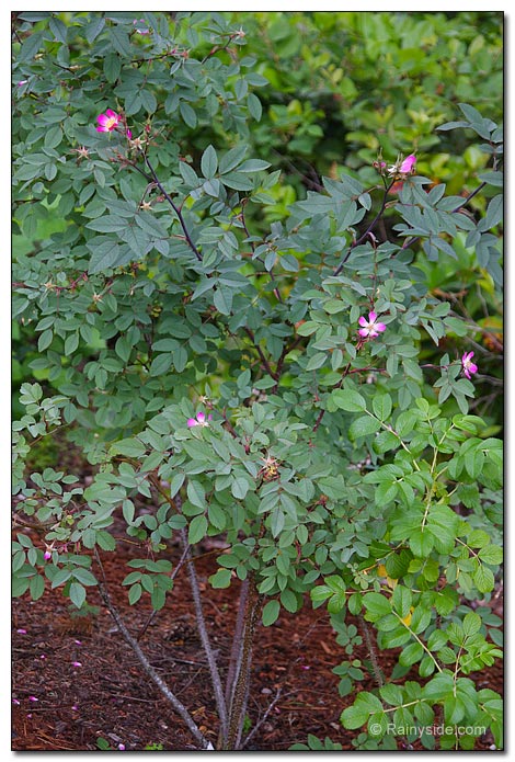 Rosa glauca shrub