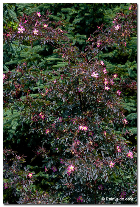 Rosa glauca shrub