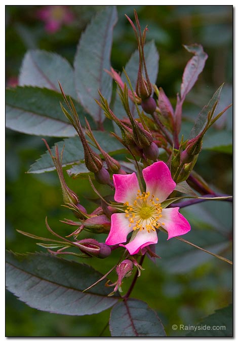 Rosa glauca flower and buds