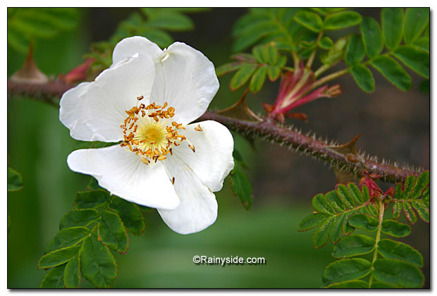 white single rose