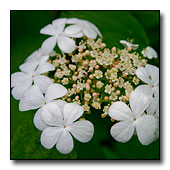 Viburnum trilobum flowers
