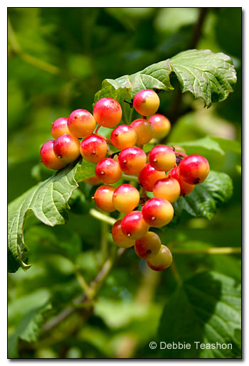 Viburnum trilobum berries