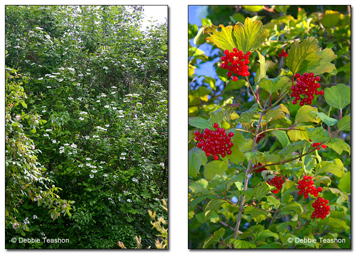 High bush cranberry flowers and berries