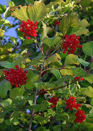 viburnum berries
