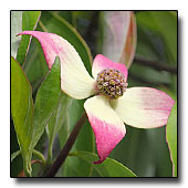 Cornus capitata flower