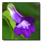 Asarina flower