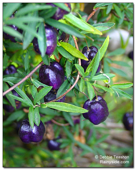 Purple berry
