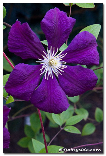 Clematis 'Blue Belle' Flower
