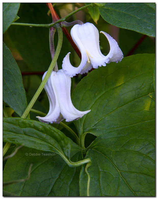Clematis crispa