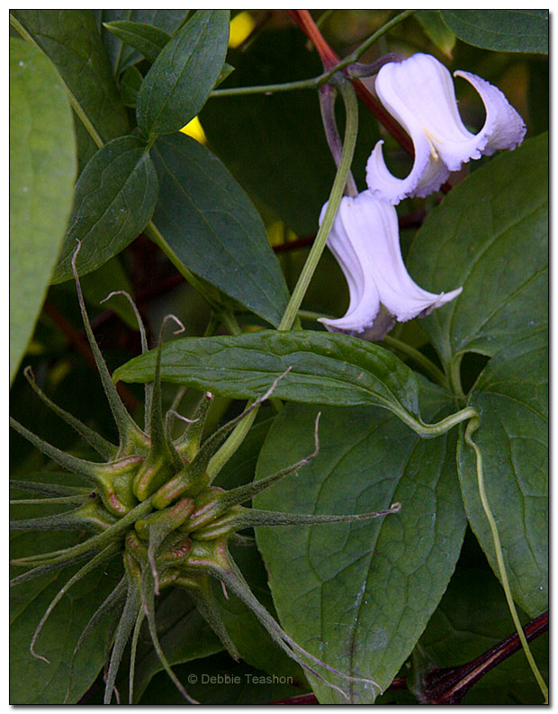 Clematis crispa